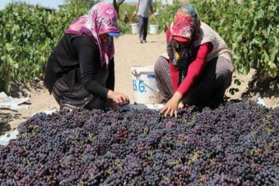 Böyle eğlenceli bağ bozumu görülmedi