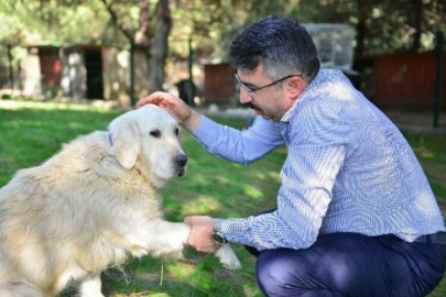Yılmaz: “Sokak hayvanlarına sahip çıkıyoruz”