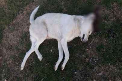 Bursa’da vahşet