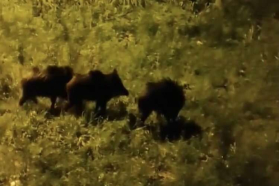 Dağlara kar yağdı aç kalan domuz sürüsü şehre indi
