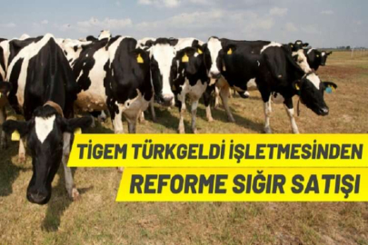 TİGEM’den büyükbaş hayvan satışı