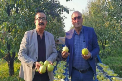 Bursa’da hasat edilen armutların 3 tanesi 1,5 kilo