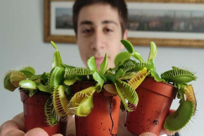 Bu bitkiler sinek ve böcekle besleniyor, büyük rağbet var