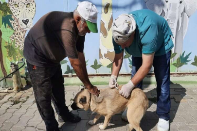 Ücretsiz kuduz aşısına hayvanseverlerden büyük ilgi