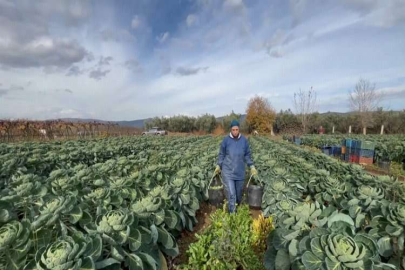 İznik’den 12 bin ton Brüksel lahanası ihraç ediliyor