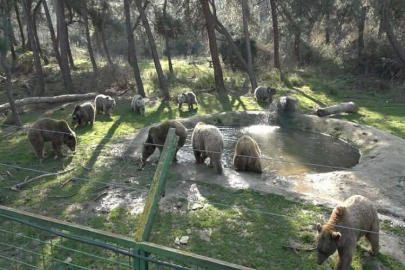Felç olan ayı, tedaviyle ayağa kalktı