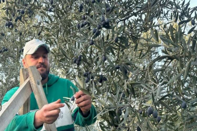 Mart ayında zeytin hasadı şaşırttı