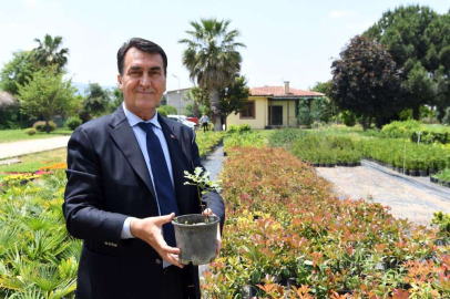 Tarihi İnkaya Çınarı geleceğe taşınıyor