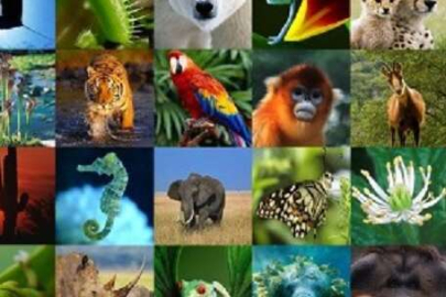 Doğaya her zaman için  sahip çıkmak gerekir!