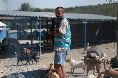 Pandemide dost ve arkadaş olan cins köpekler kaderine terk edildi