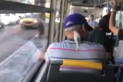 Bursa'da muhabbet kuşuyla böyle seyahat etti