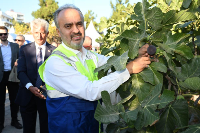 Bursa’nın 'Siyah İncisi’nde hasat başladı