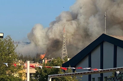 Bursa'da orman yangını