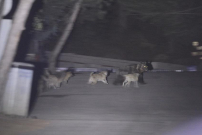 Başıboş köpeklerin ayıya saldırdığı anlar kamerada