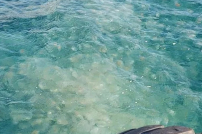 Güney Marmara'da denizanası istilası