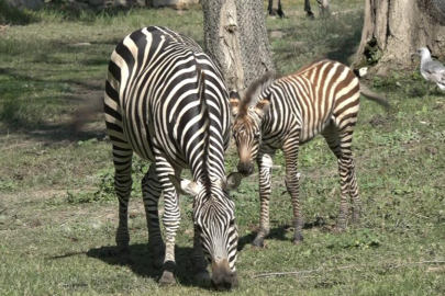 Bursa Hayvanat Bahçesi'nin zebra ailesine 3 yeni üye