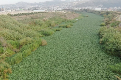Su sümbülleri Asi Nehri’ni kaplamaya devam ediyor, su adeta görünmez hale geldi