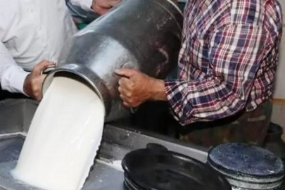 Toplanan inek sütü miktarı yüzde 4,6 arttı