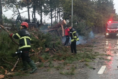 Kocaeli'de ağaçlar fırtınaya dayanamadı