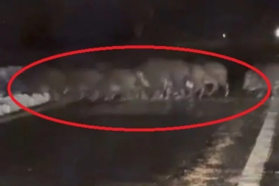 Yiyecek bulamayan domuz sürüsü yola indi