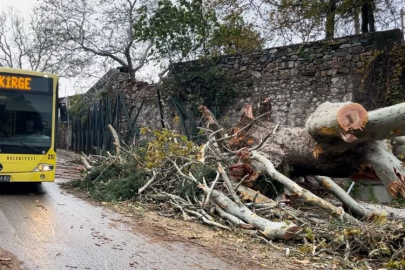 250 yıllık tarihi çınar fırtınaya dayanamadı