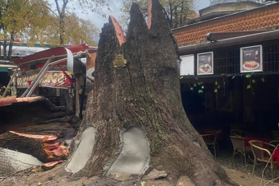 Tarihi Kozahan'da 250 yaşındaki tarihi çınar fırtınaya dayanamadı