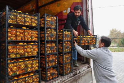 Hatay'ın mandalinasına Nilüfer desteği
