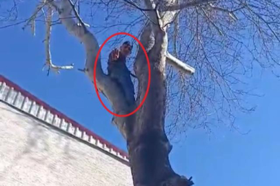 Bursa'da ağaca çıkan maymun değil hırsız