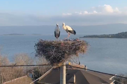 Yaren Leylek, eşi Nazlı'ya kavuştu