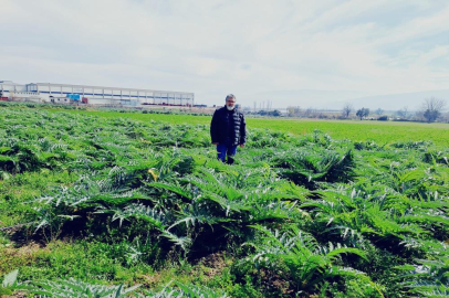 Enginarın sırrını çözmek için araştırma tarlası oluşturdu