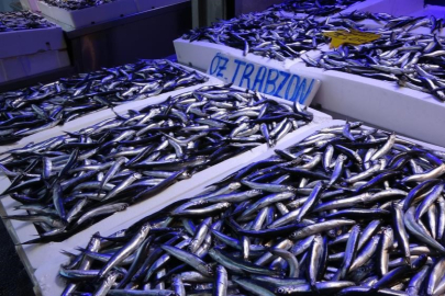 Hamsi ihracatında sona doğru