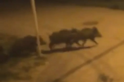 Bursa’da domuz sürüsü şehir merkezine indi