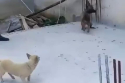 Bursa’da 3 çocuğu ısıran köpeklere polisin müdahalesi kamerada