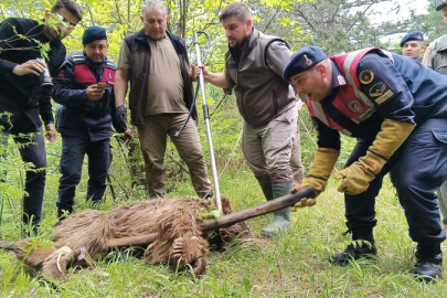 Uludağ'da yaralı ayı seferberliği