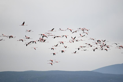 Flamingolardan görsel şölen