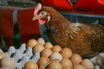 Tavuk yumurtası üretimi yüzde 3,6 arttı