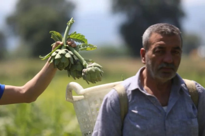 Coğrafi tescilli Hasanağa enginarında rekolte yarıya düştü