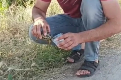 Sıcaktan etkilenen kaplumbağaya su içirdi