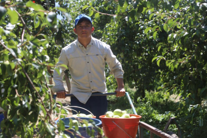 Bursa'da 'Santa Maria' armudu yüzleri güldürdü...