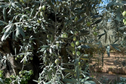 Bursa'daki bin 700 yıllık zeytin ağaçları hala ürün veriyor