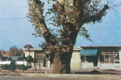 Dua Çınarı üniversitede sergileniyor