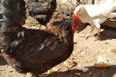 Tavuklarınızın ibik, sakal ve bacaklarında mor renk varsa dikkat