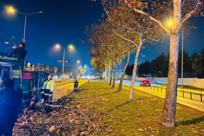 Bursa’da çınar ağaçlarına kış bakımı