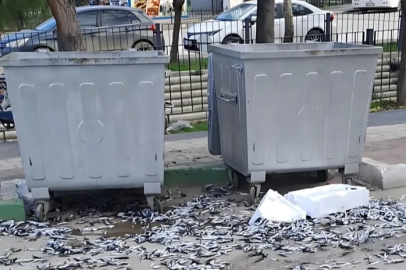 Bursa'da çevre düşmanı şahıs, bozuk balıkları yola döktü