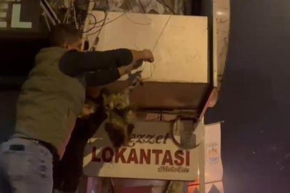 İznik’te kablolara dolanan kedi kurtarıldı