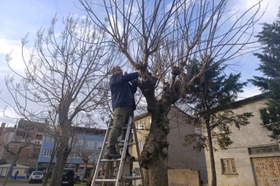 Gemlik'te park ve yeşil alanlarda budama çalışmaları sürüyor