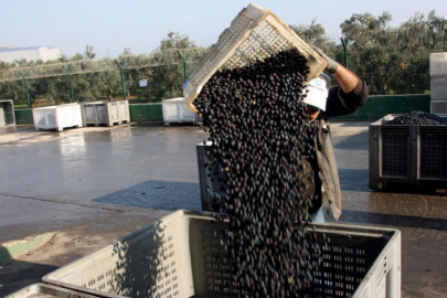 Zeytin alımları tamamlanıyor