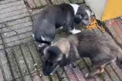 Müdür Yardımcısının bahçede beslediği köpekler öğrenciyi ısırdı