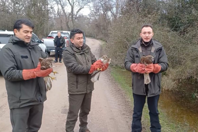 Bursa'da  yaralı şahinler özgürlüklerine kavuştu