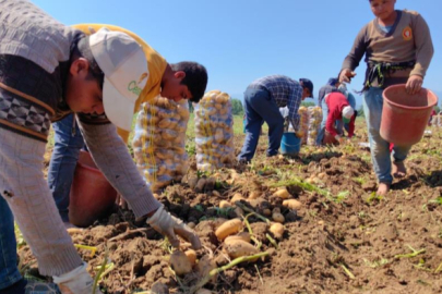 Patates ihracatı 6 ayda 15 kat arttı